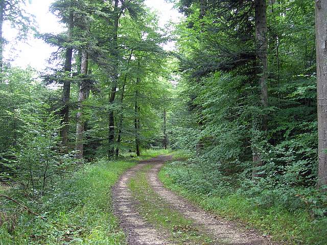 La  foresta di  Rodersdorf  (CH)